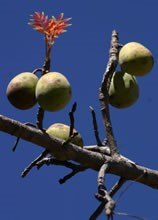Mongongo trees are found in several belts that stretch across much of southern Africa (PhytoTrade Africa)