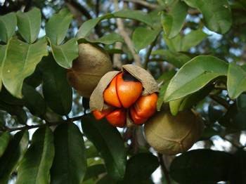 Trichilia emtica fruits.Photo Geoff Nichols